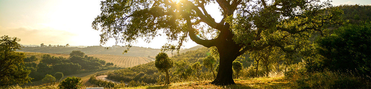 cortiça sustentável