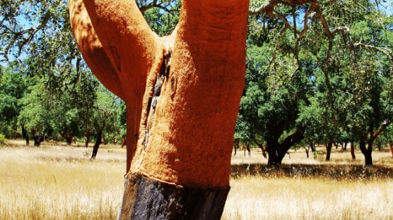 albero di sughero