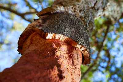 virgin cork