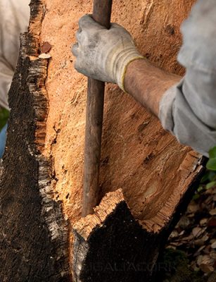 cork-harvesting-2 cork-harvesting-2